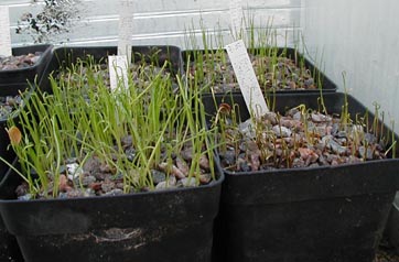 Frit seedlings